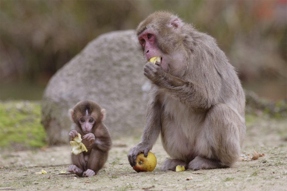Twee leden van een Japanse makaken-familie genieten van een appeltje