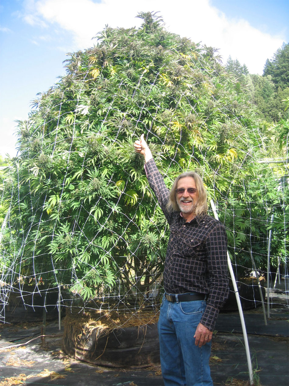 De nummer 1 kankerbestrijder van de wereld, cannabis, werkt zo effectief, dat er eigenlijk een standbeeld voor opgericht zou moeten worden. Hoewel verboden in de meeste landen, mag in Nederland ieder persoon ongestraft vijf stuks van deze wonderplant zelf kweken