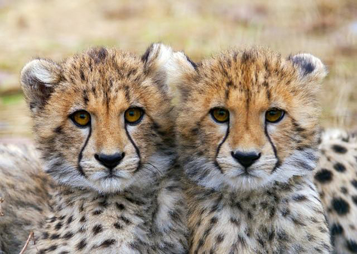 Alle cheetahs ter wereld hebben vrijwel hetzelfde DNA. Normaal gesproken is dat onmogelijk bij zoogdieren. Wetenschappers hebben er echter toch een 'verklaring' voor gevonden en houden het erop dat "er waarschijnlijk op een gegeven moment nog maar een piepkleine populatie over was, die zich daarna weer uitbreidde tot de huidige stand". Deze theorie is zeer onwaarschijnlijk voor solitair levende dieren als de cheetah, en in het hele dierenrijk nog nooit vertoond. De waarheid is dat dit dier via genetische manipulatie gecreëerd en gekloond werd door de Atlantiërs en daar dienstdeed als huis- en jachtdier