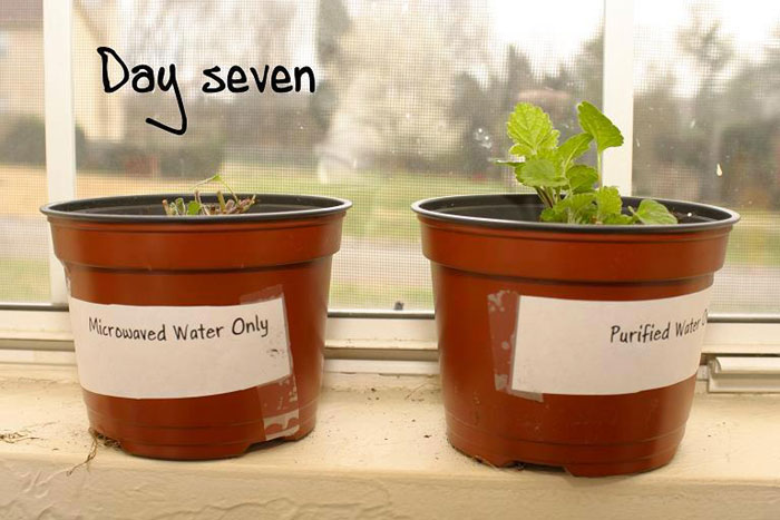 Planten-experiment