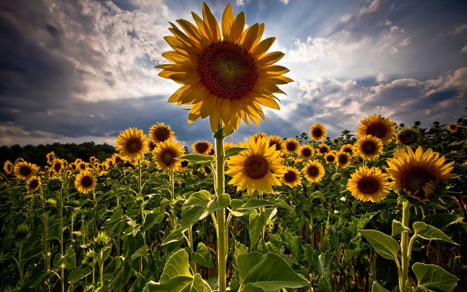 Net zoals veel fauna is ook veel flora op onze planeet het gevolg van buitenaards bezoek uit een ver verleden. O.a. zonnebloemen, cannabis, tarwe en maïs zouden hier nooit gegroeid hebben als ze niet lang geleden mee waren komen vliegen op een ruimteschip
