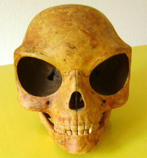 De Schedel van Seeland
